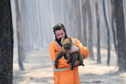 Simon Adamczyk rescata un koala en un bosque en llamas cerca de Cape Borda en la isla Canguro, al suroeste de Adelaida