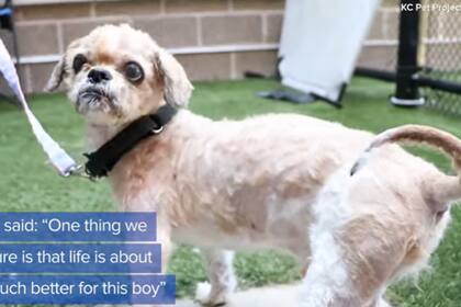 Simon completamente renovado