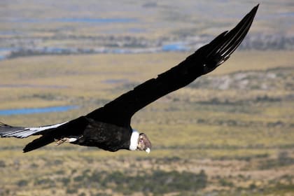 Simuló estar muerto y los cóndores se acercaron como para que lograra fotografiarlos en detalle.