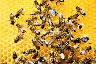 Se agotó en cuatro días un cupo para exportar miel con arancel cero a la Unión Europea