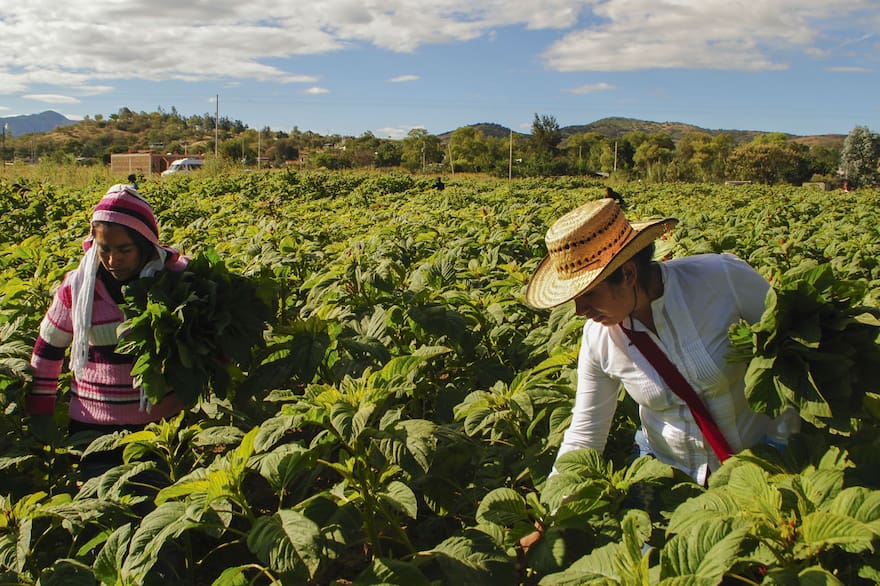 sin-agricultura-no-seria-posible-la-vida-como-la-YKGONTDRQVC3BPAVUSAH2YMOGY