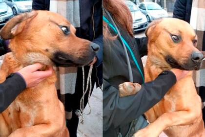 Sin cadenas: el perro ya rescatado del infierno al que fue sometido