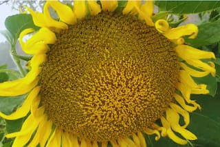 Destacan que bajar las retenciones aceleraría la llegada de dólares de un cultivo