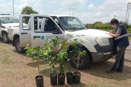 Sin el DTV-e, tu planta podría quedar retenida en una barrera fitosanitaria