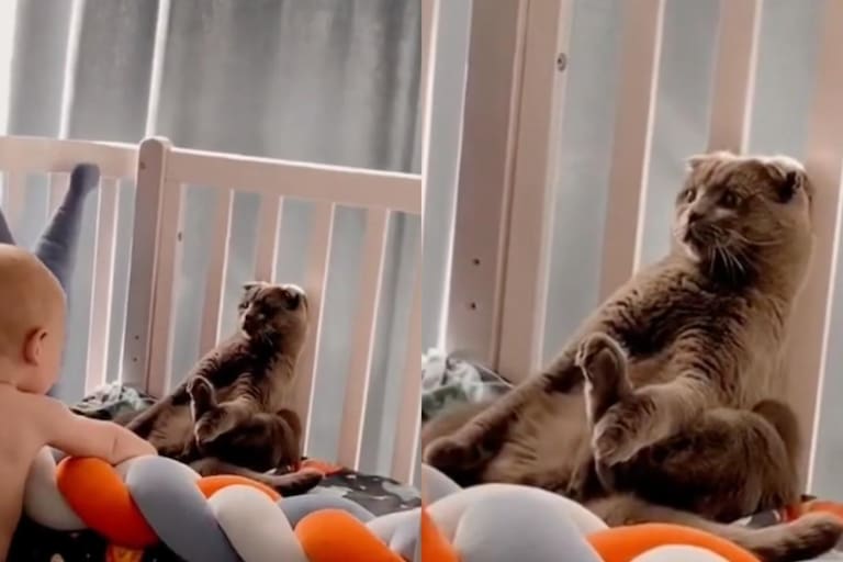 Grab La Reacci n De Su Gato Cuando Su Hijo Se Le Acerc Para Jugar Y grab-la-reacci-n-de-su-gato-cuando-su-hijo-se-le-acerc-para-jugar-y