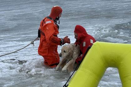 Sin la ayuda de los bomberos, el perro no hubiera podido salir