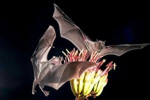 Sin murciélagos, no habría tequila