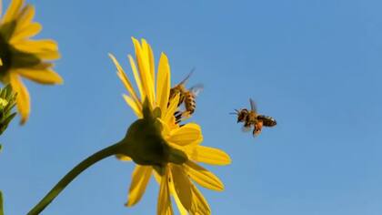 Sin necesidad de que ninguna esté a cargo, las abejas tienen la forma de saber a dónde vale más la pena dirigirse, cuándo cambiar los planes y cómo lograr lo mejor