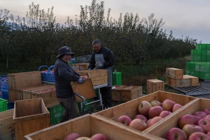  “Sin operadores de camiones, no podemos realizar envíos”, dijo Shoji Naraki, de 55 años, un productor de manzanas en Aomori.