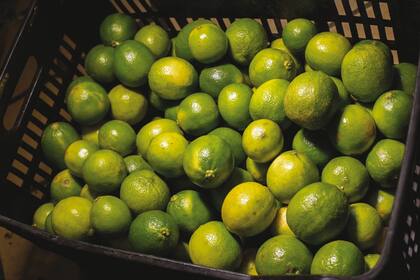 Sin presión: La lima contiene un jugo exquisito, pero ¡cuidado!: al exprimirla mucho se corre el riesgo de extraer los amargos de su parte blanca