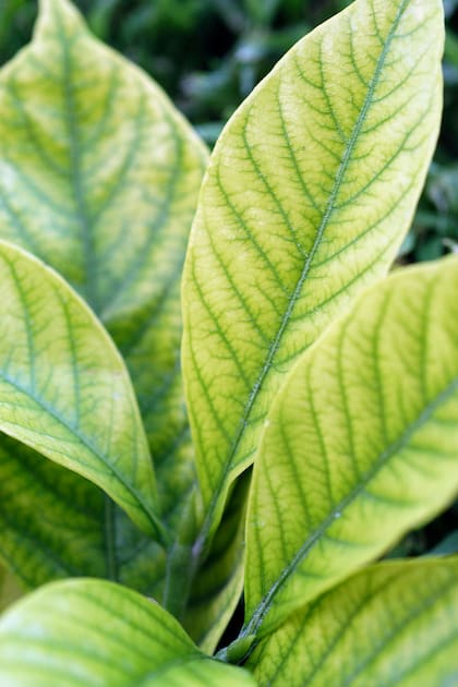 Sin suficiente magnesio, las plantas no pueden procesar eficientemente la luz solar, lo que provoca amarillamiento de las hojas, algo habitual en el jazmín del cabo
