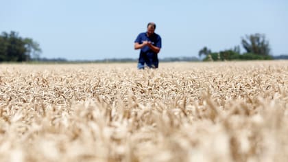 La producción de cereales es una de las más importantes en nuestro país