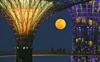 Singapur. Desde la pasarela del Supertree Grove, en Gardens by the Bay, un parque natural de este país asiático