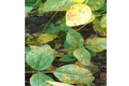 Síntoma de la mancha marrón en la soja