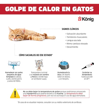 Síntomas de golpe de calor en los gatos y primeros auxilios. Facebook / Konig Mascotas