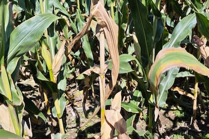 Sintomas de la Spiroplasma kunkelii, una bacteria que causa la enfermedad del achaparramiento del maíz transmitida por el insecto de la chicharrita (Dalbulus maidis).