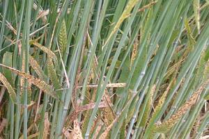 Sintomatología característica provocada por el hongo Ramularia collo-cygni en llenado de grano