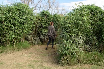 “Sintonía bambú” es la primera propuesta de encuentro realizada para vivenciar un proyecto de arte y naturaleza en construcción. La naturaleza es la excusa para reflexionar.