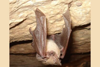 Sir Flaps-A-Lot, el bate de orejas grandes de Townsend no pudo con Hoary Potter y el Guano de Fuego. (Instagram BLM)