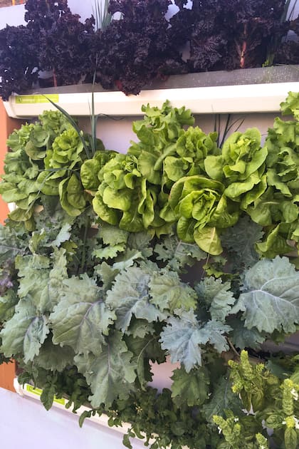 Sistemas modulares, nutrientes líquidos y raíces al descubierto. Así funcionan las nuevas formas de jardinería sin sustrato tradicional