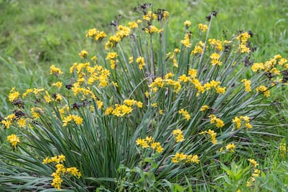 .Sisyrinchium palmifolium