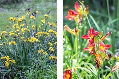 Sisyrinchium palmifolium (canchalagua) y Hemerocallis spp. o flor de un día