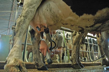 La cooperativa perdió volumen de ingreso de leche