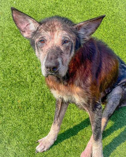 Skagway comenzó a levantarse y trotar hacia la puerta por su cuenta cuando su madre adoptiva llega a casa