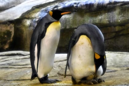 Skipper y Ping, dos pingüinos machos, cuidan el huevo abandonado por una hembra. En el zoológico de Berlín, Alemania