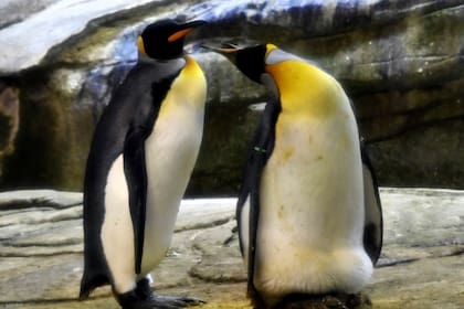 Skipper y Ping, dos pingüinos machos, cuidan el huevo abandonado por una hembra. En el zoológico de Berlín, Alemania