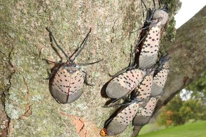 SLF adultos reunidos en un tronco de árbol (Richard Gardner, Bugwood.org)