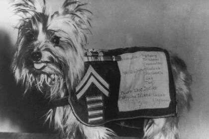 Smoke tenía una manta donde constaban todos los reconocimientos que recibió por sus acciones en la Segunda Guerra