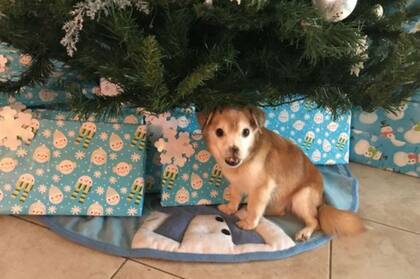 Sniffles resopla y necesita un poco de atención en sus dientes, pero es bueno con los niños y los extraños