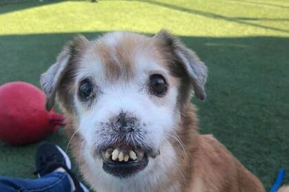 Sniffles se convirtió en una estrella y unas 100 familias se habrían anotado para adoptarlo