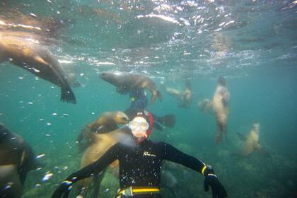Snorkeling con lobos marinos.