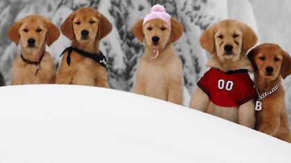 Snow Buddies, un film que ahora se mira más de cerca