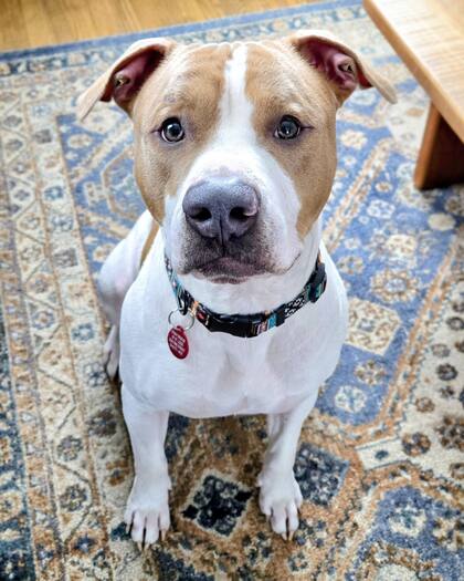 Snow Maggedon está en adopción.