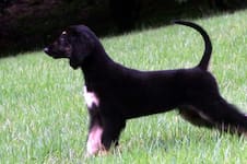 La historia de Snuppy, el primer perro clonado que revolucionó la ciencia