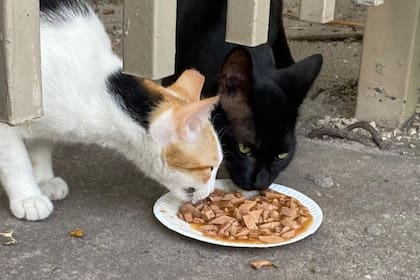 SoBe Cats se encarga de atrapar, esterilizar y dar de comer a los gatos callejeros