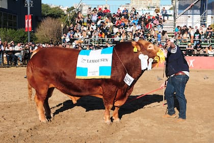 Sobre la pista, el Gran Campeón Macho Limousin, de cabaña La Cotidiana