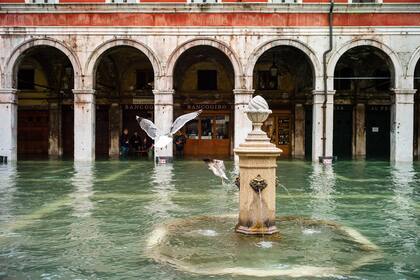 Sobre llovido, mojado. La fuente inundada y las palomas. Triste postal de la realidad veneciana.