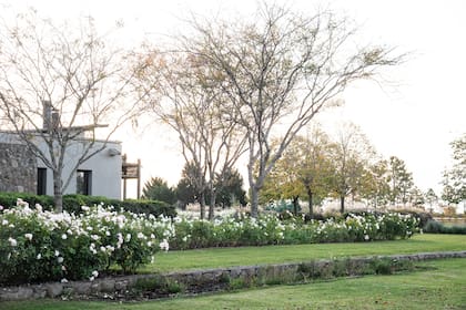 Sobre un lateral se diseñó un gran rosedal y se creó un pequeño bosquecillo de Gleditsia ‘Sunburst’.