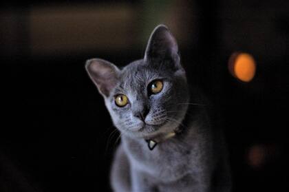 Socializar con la mascota es un punto crucial para las relaciones a futuro