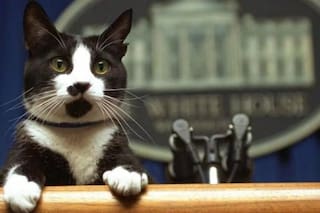 Esta es la historia de Socks, la mascota de Bill Clinton que se recuerda en esta fecha