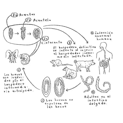 Sofía Probert Pérez / Cortesía de Andrés Cota Hiriart