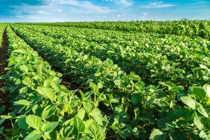 Alertan que los productores necesitarán mayores rindes para compensar una suba de los derechos