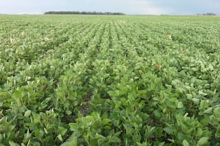 Más agronomía, menos química