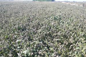 Soja afectada por la helada en el partido bonaerense de Junín