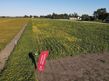 Soja argentina en Estados Unidos