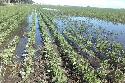 Soja bajo agua: a diferencia del granizo, el riesgo por inundación o sequía es más difícil de asegurar